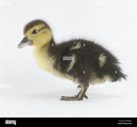 Ducka .